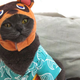 Illustrations of an article entitled I'm Sorry, My Cat, But You Will Soon Be Tom Nook